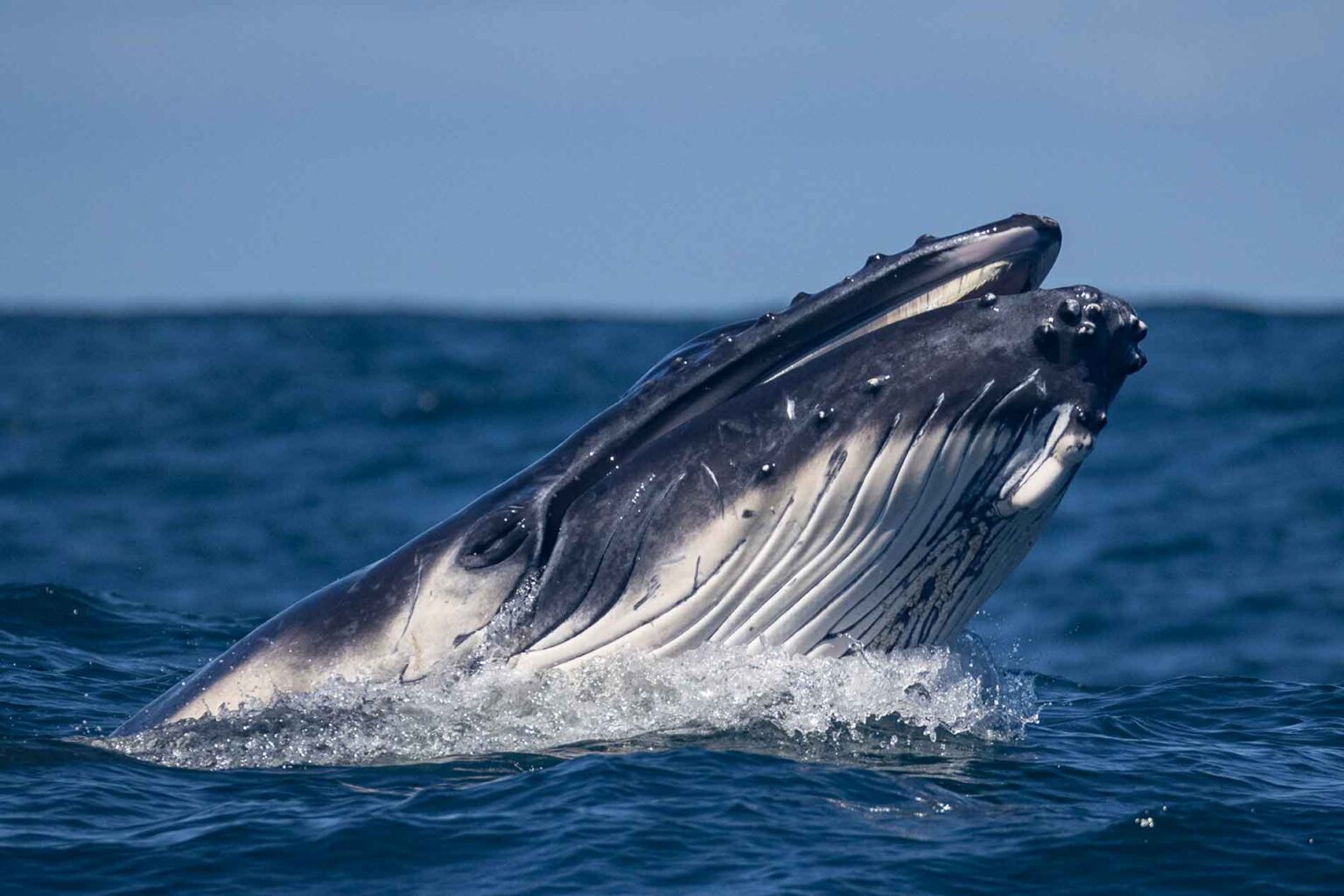 Qu'est-ce qu'une "whale" dans les cryptomonnaies et comment influencent-elles le marché ?